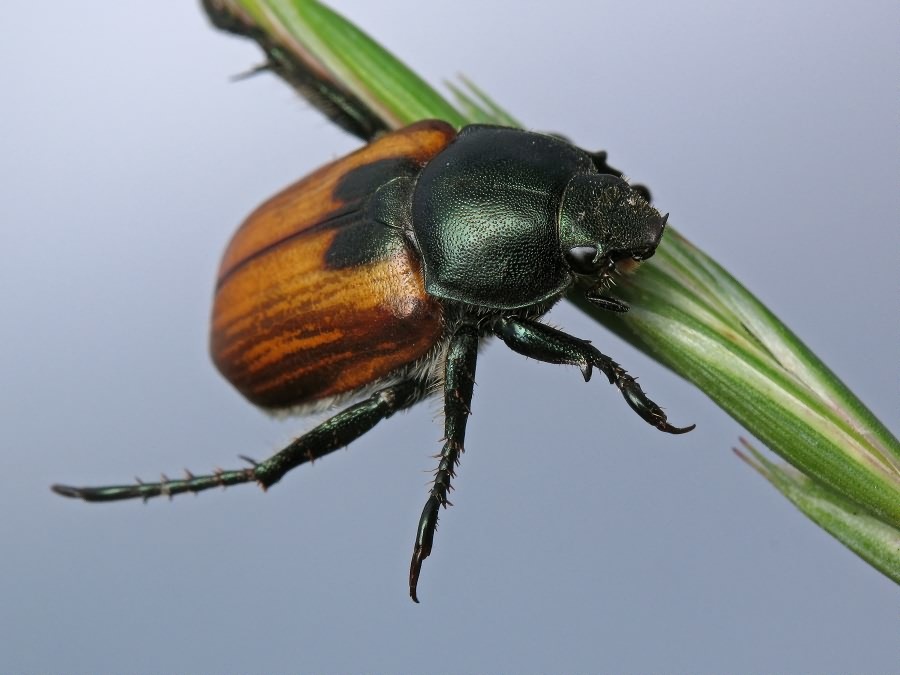 Anisoplia austriaca (Herbst, 1783)